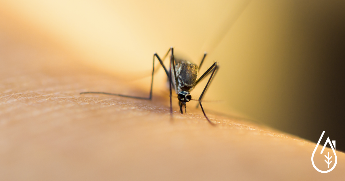 Invasion de moustiques : comment l'éviter ?