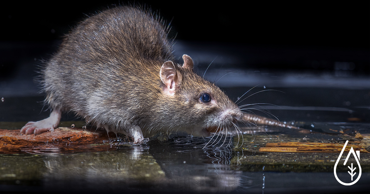 Des pièges écologiques et propres contre les rongeurs, rats et souris