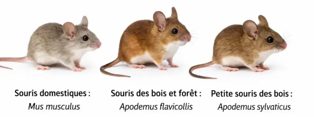 Alt : Image de trois types de souris : domestique, forêt et bois avec leurs noms scientifiques.