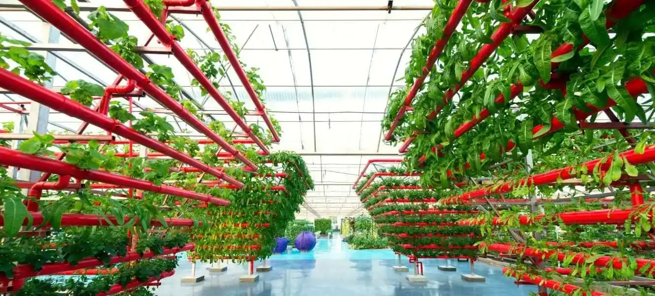 Pipes de nettoyage écologique pour plantes en serre.