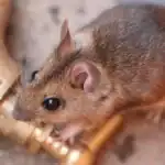 Chaufferie antirongeur efficace pour la propreté.