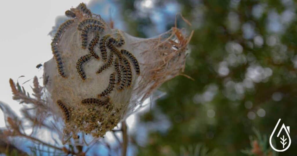 Réunion de chenilles processionnaires nuisibles sur un nid, nettoyage écologique et traitement apaisant pour l’environnement.