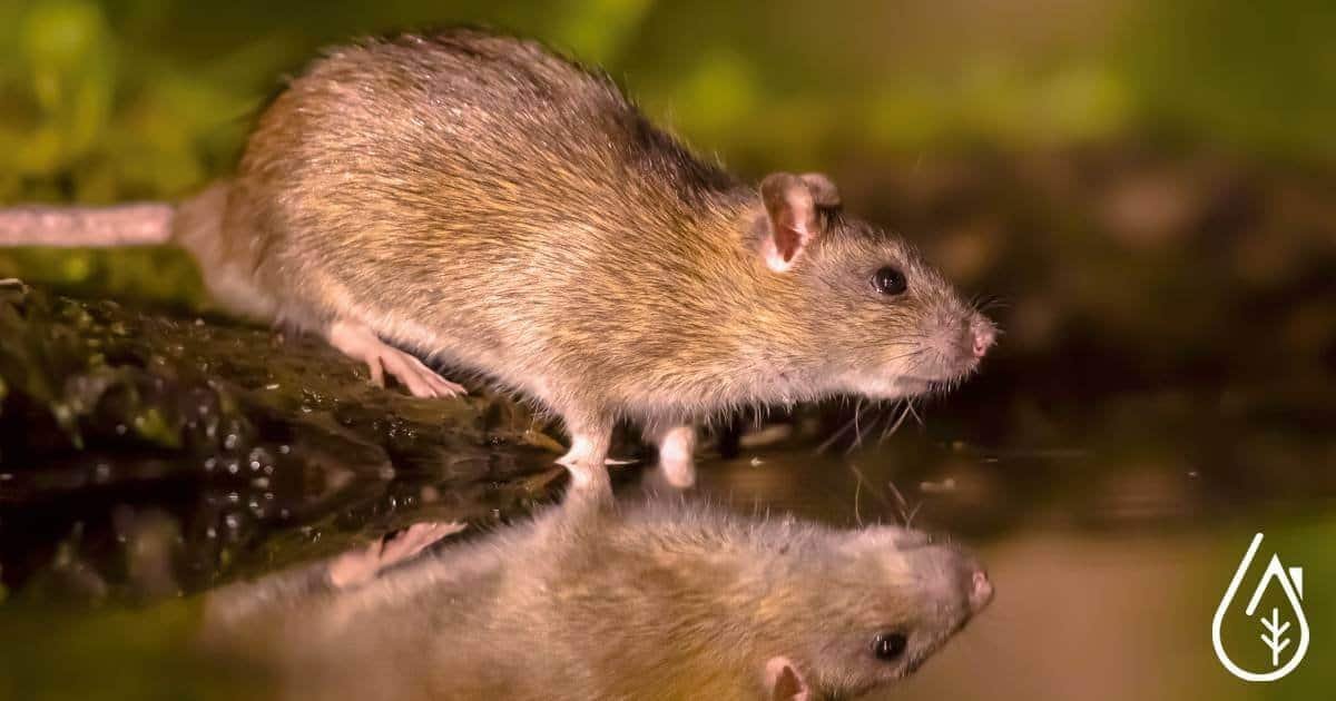 Rongeurs domestiques : prévention et traitements efficaces en 2026