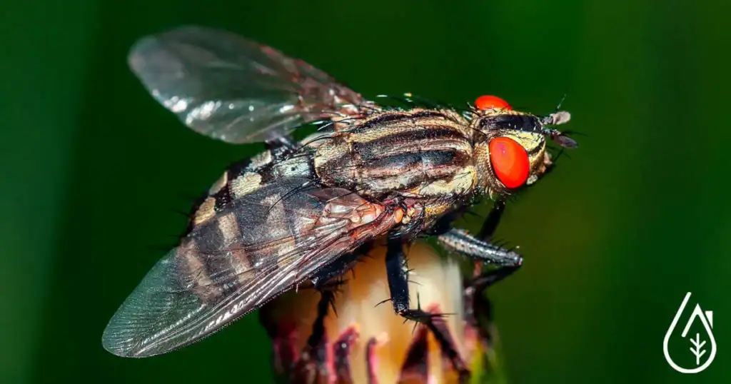 Alt : Close-up d'une mouche avec des yeux rouges et ailes transparentes.