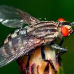 Alt : Close-up d'une mouche avec des yeux rouges et ailes transparentes.